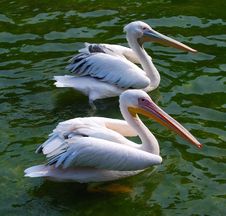 Two Pelicans Stock Images Two Pelicans Stock Images