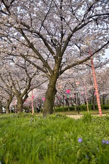 Cherry Blossom Trees Royalty Free Stock Photography Cherry Blossom Trees Royalty Free Stock Photography