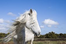Beautiful White Horse Royalty Free Stock Photography