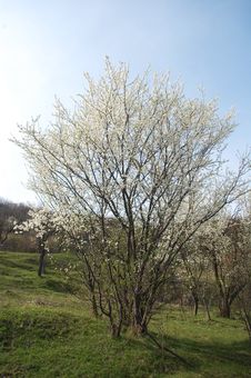 Spring Tree Royalty Free Stock Image Spring Tree Royalty Free Stock Image