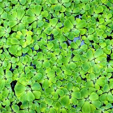 Green Duckweed In Water Royalty Free Stock Image Green Duckweed In Water Royalty Free Stock Image
