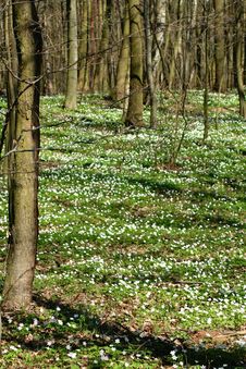 Wood Anemones Royalty Free Stock Image