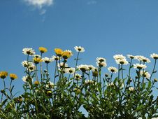 Meadow Flowers Royalty Free Stock Photo Meadow Flowers Royalty Free Stock Photo
