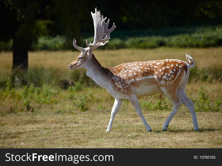 Japanese deer walking in a park. Japanese deer walking in a park