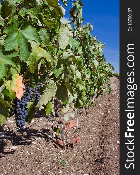 Red grape Cabernet Sauvignon and brown soil. Red grape Cabernet Sauvignon and brown soil