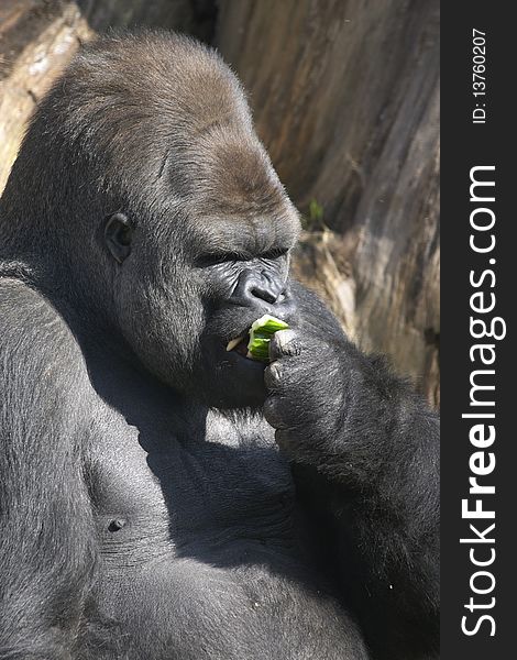 Adult male Gorilla eating a cucumber