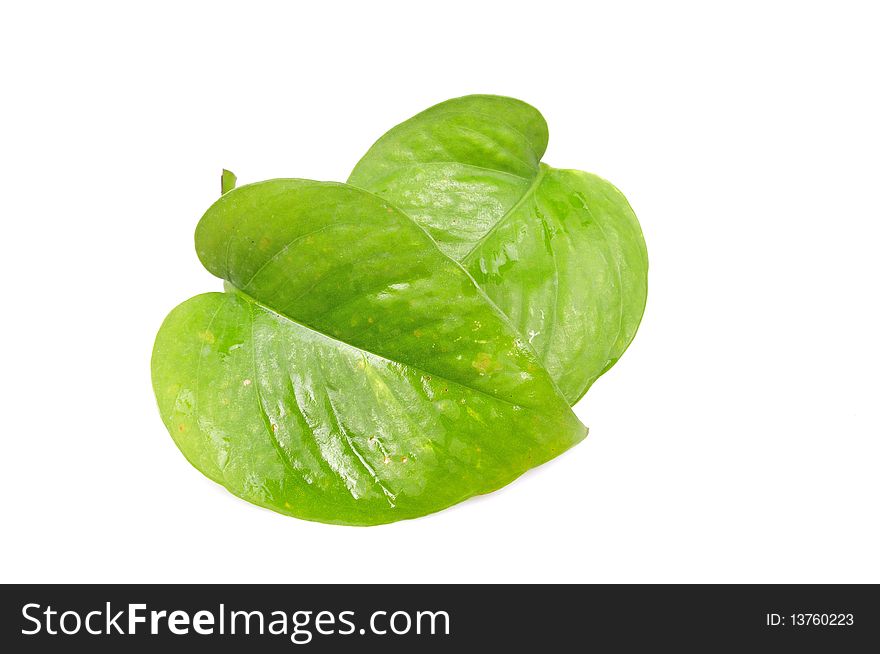 Money plant leaves isolated on white background.