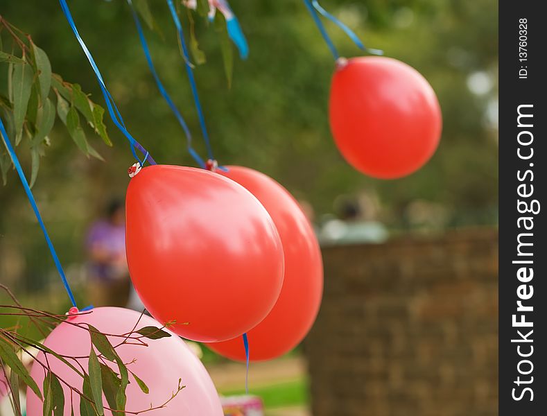 Birthday Celebration Balloons