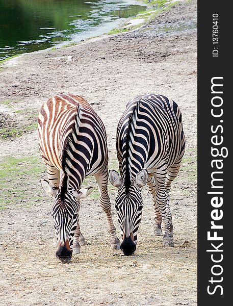 A pair of zebras feeding near water. A pair of zebras feeding near water