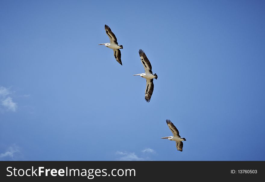 Flock of pelicans flying in three from under