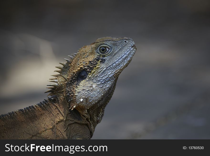 Monitor lizard or iguana in the wild from neck up. Monitor lizard or iguana in the wild from neck up