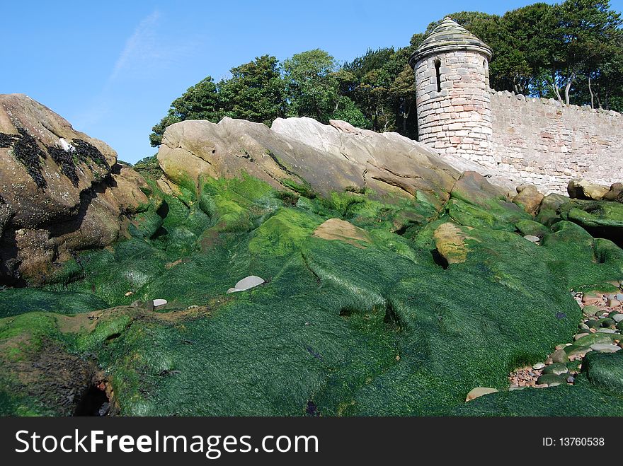 This seaweed covered rock escarpment was found on a beach walk near Dysart in Scotland. This seaweed covered rock escarpment was found on a beach walk near Dysart in Scotland