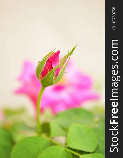 Rose bud with blur background.