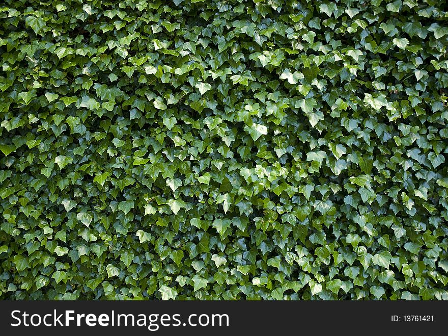 Wall Covered With Vegetation,