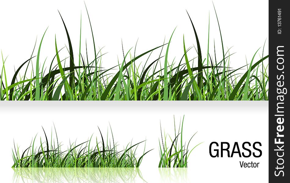 Grass illustration isolated on white, preview with reflection