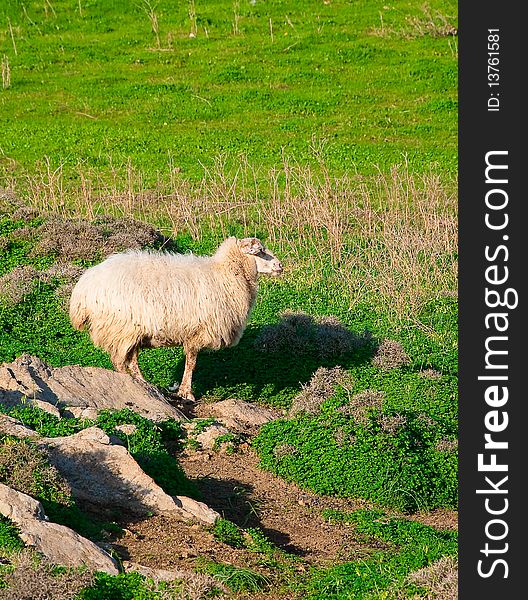 Ram on a rock in the middle of green meadows