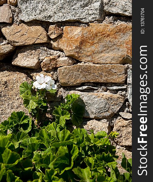 White flowering bush geranium with green leaves on a background of stone wall. White flowering bush geranium with green leaves on a background of stone wall