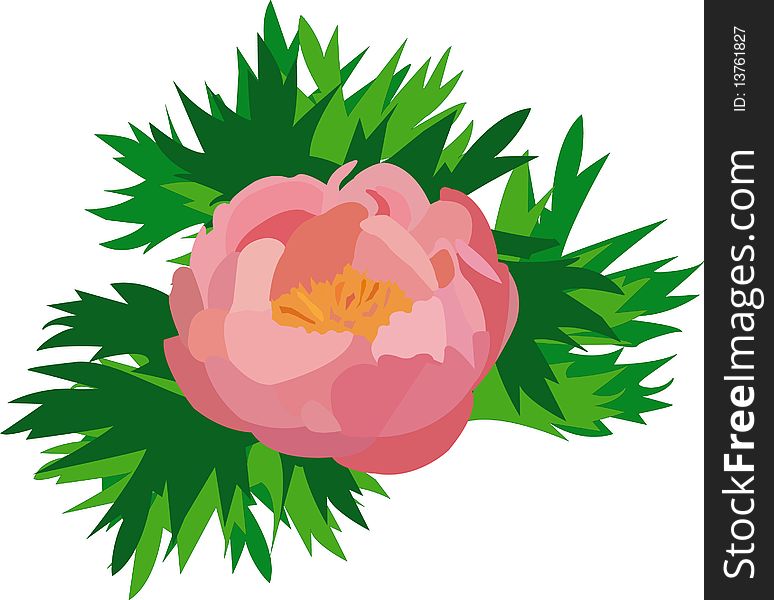 Pink peony and green leaves