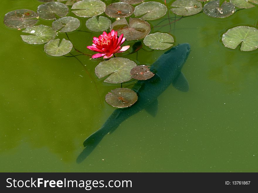 A black carp swimming in a pond with waterlilies. A black carp swimming in a pond with waterlilies
