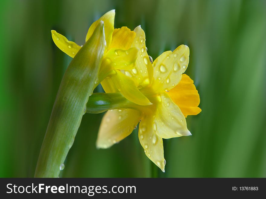 Beautiful yellow narcissus flower on green background