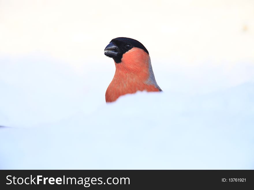 A photo of a bullfinch in winter