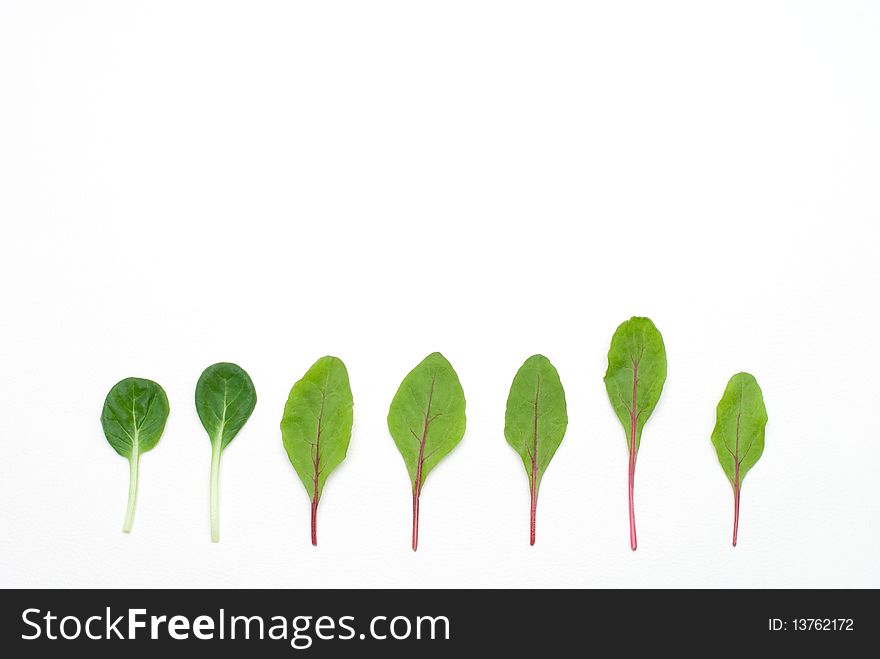 Row of Salad Leaf on white background. Row of Salad Leaf on white background