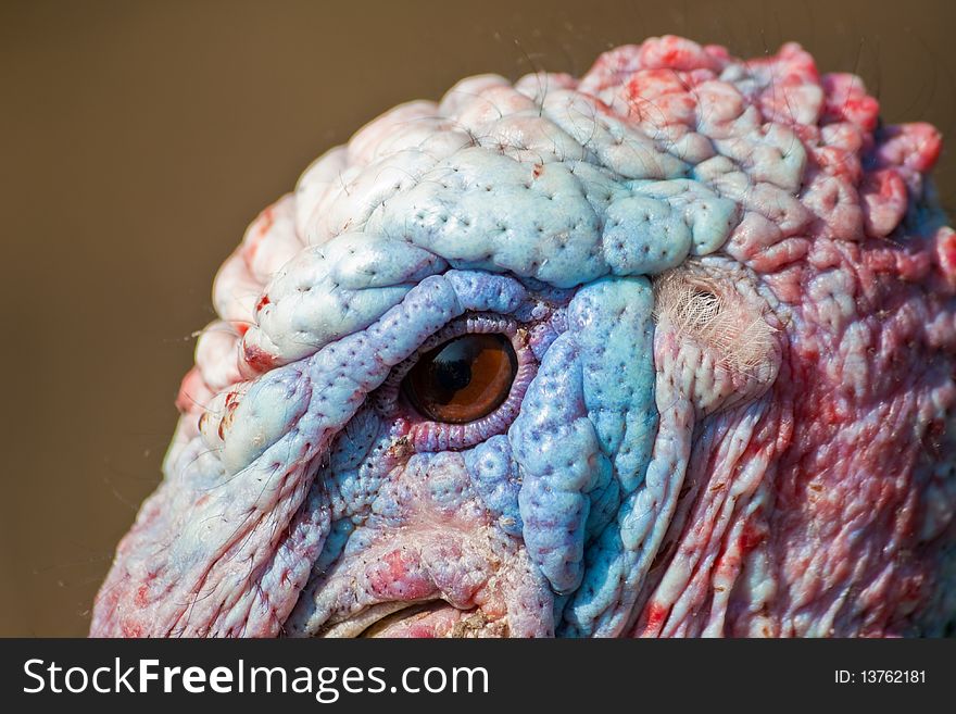 Colorful headshot of live male turkey