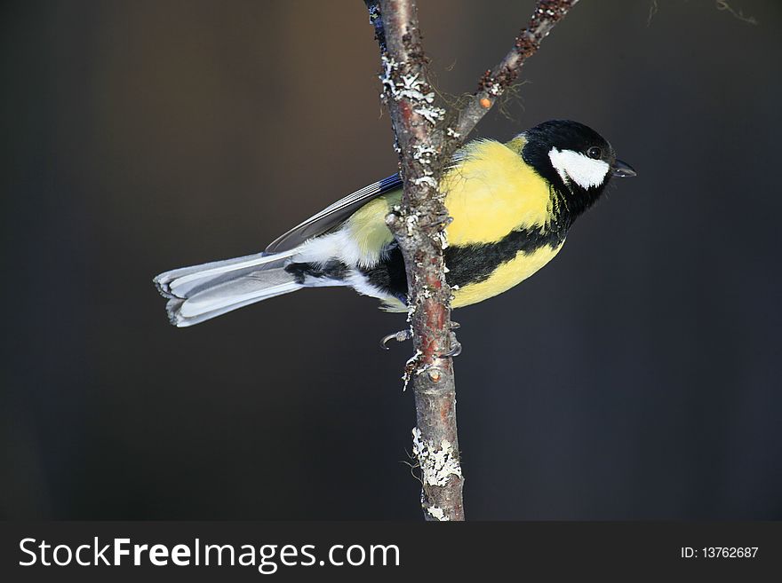 A photo of a great tit in winter