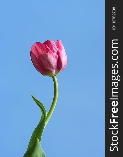 Some Spring tulips with blue sky