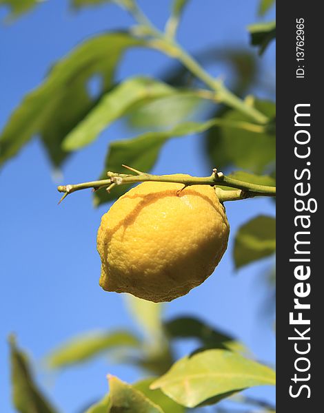 Attached to his lemon tree, behind the blue sky