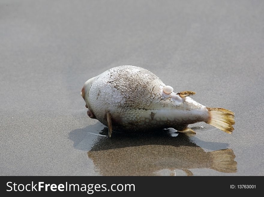 Dead fish cast by a storm ashore