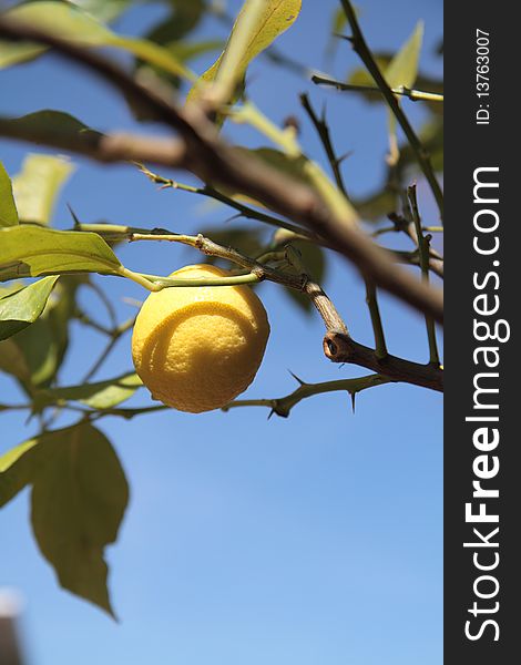Attached to his lemon tree, behind the blue sky