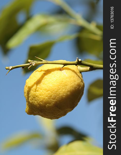 Attached to his lemon tree, behind the blue sky