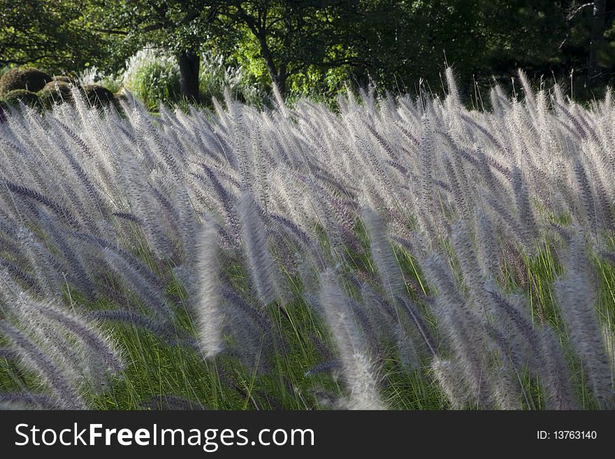 Field of flowers at sunset. Field of flowers at sunset