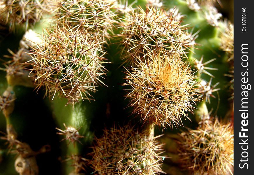 Spiny cactus blur background