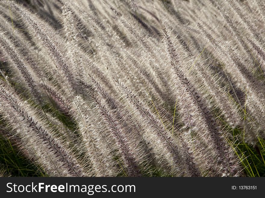 Field in the wind