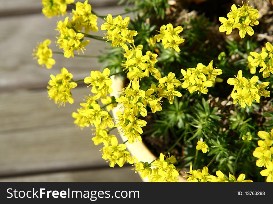 Small yellow spring flowers in a pot on wooden background