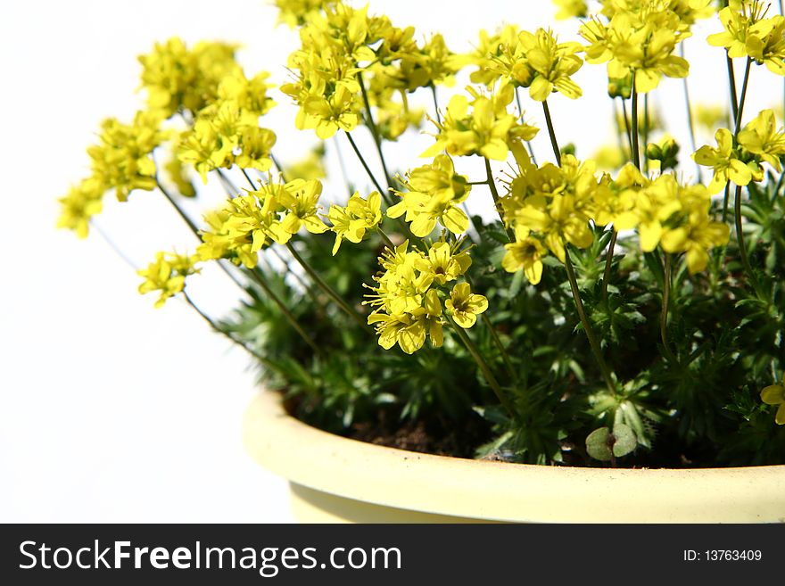 Small yellow spring flowers in a pot. Small yellow spring flowers in a pot