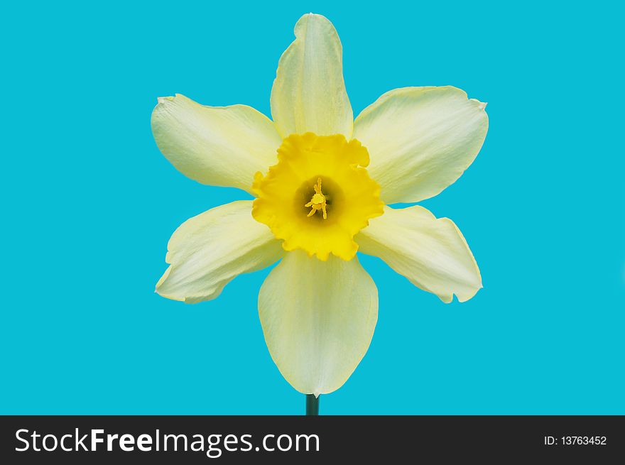 Beautiful spring daffodil on blue background