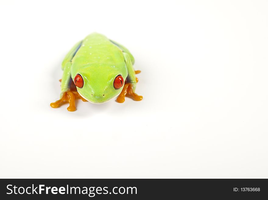 Red eyed tree frog sitting on white background