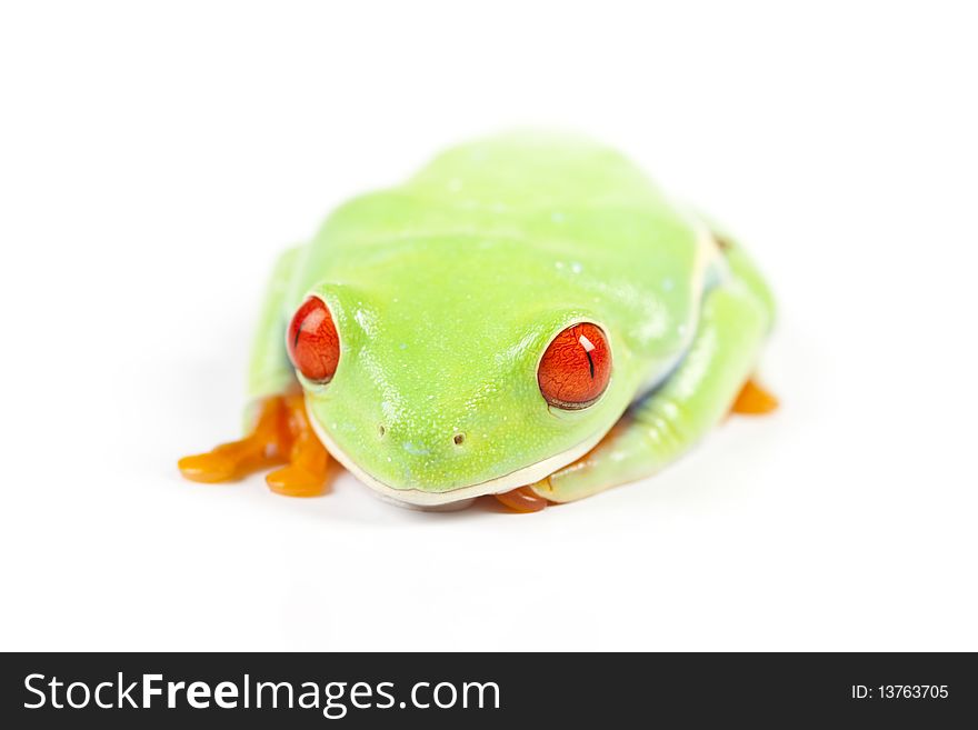 Red eyed tree frog sitting on white background