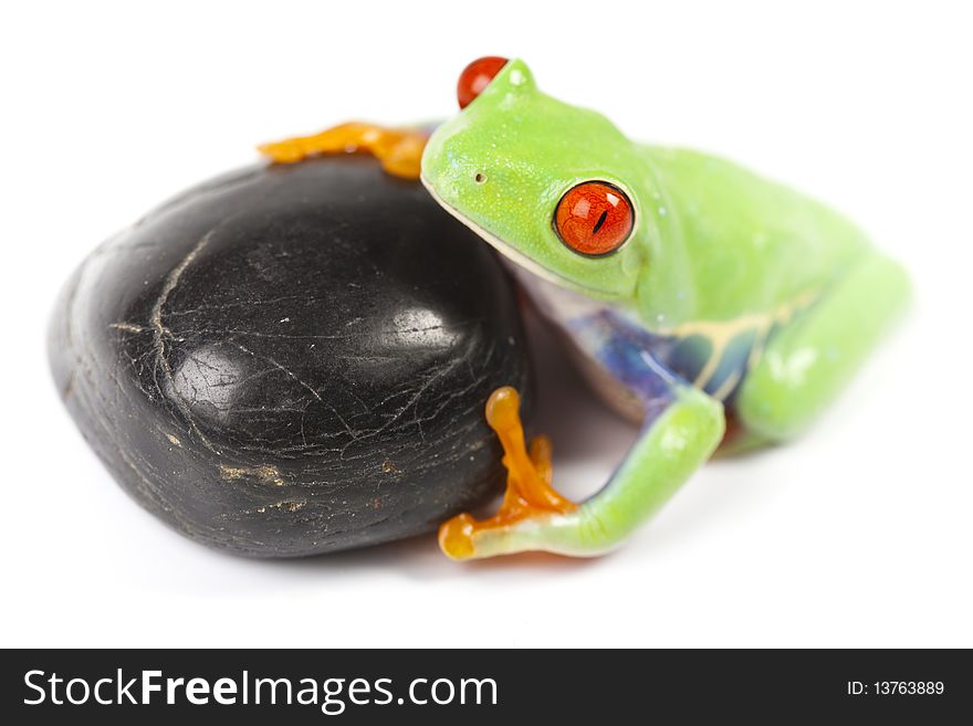 Red eyed tree frog sitting on black stone