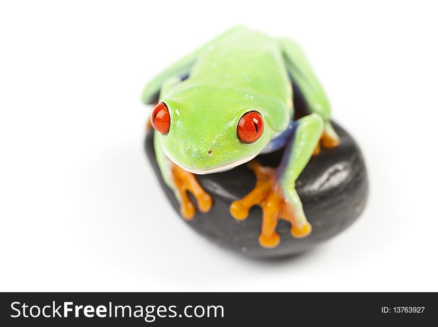 Red eyed tree frog sitting on black stone