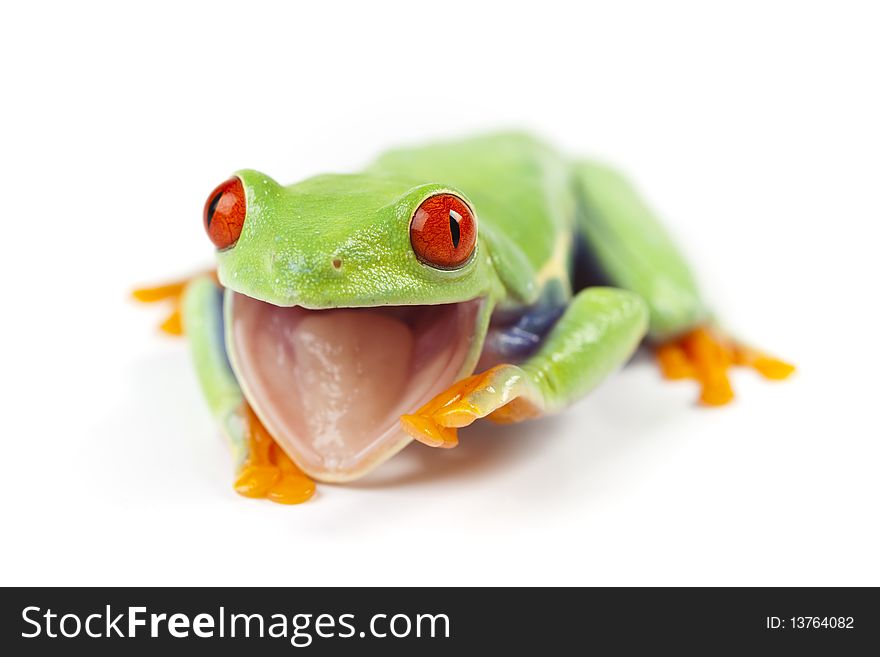 Red eyed tree frog sitting on white background