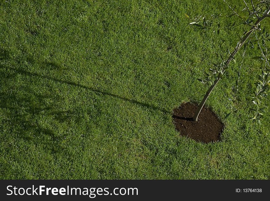 Detail of the young olive tree and its shadow. Detail of the young olive tree and its shadow.