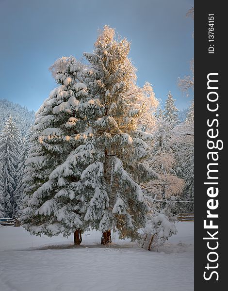 Late afternoon sunlight glowing in a snow covered tree. Late afternoon sunlight glowing in a snow covered tree