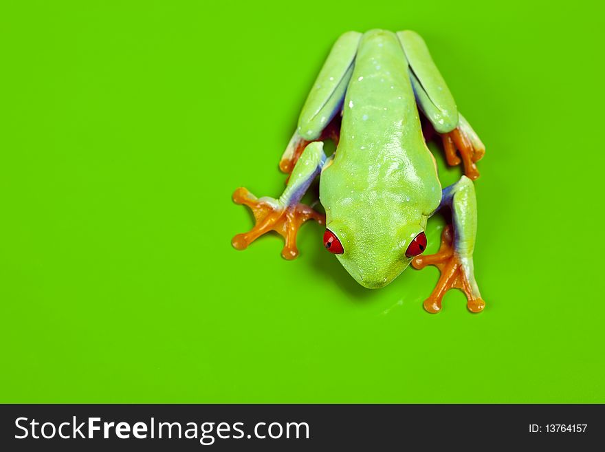 Red eyed tree frog sitting on green background. Red eyed tree frog sitting on green background