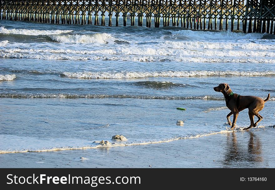 Dog on Beach Right