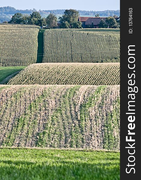 Hilly Corn Field in Upper Austria