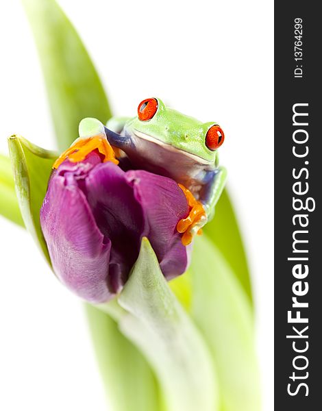 Red eyed tree frog sitting on flower. Red eyed tree frog sitting on flower